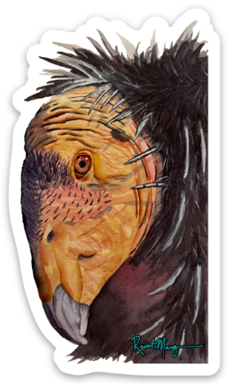 Condor Portrait Sticker
