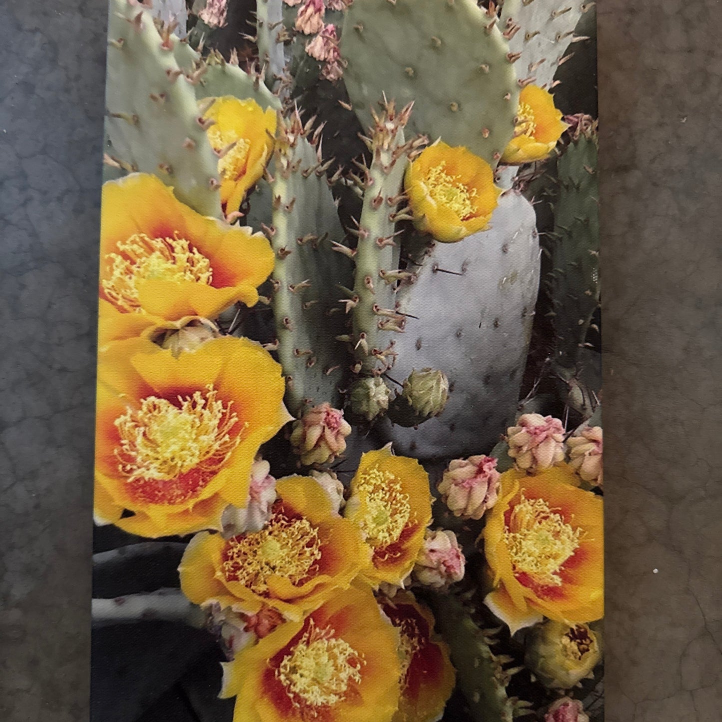 Prickly Pear in Bloom
