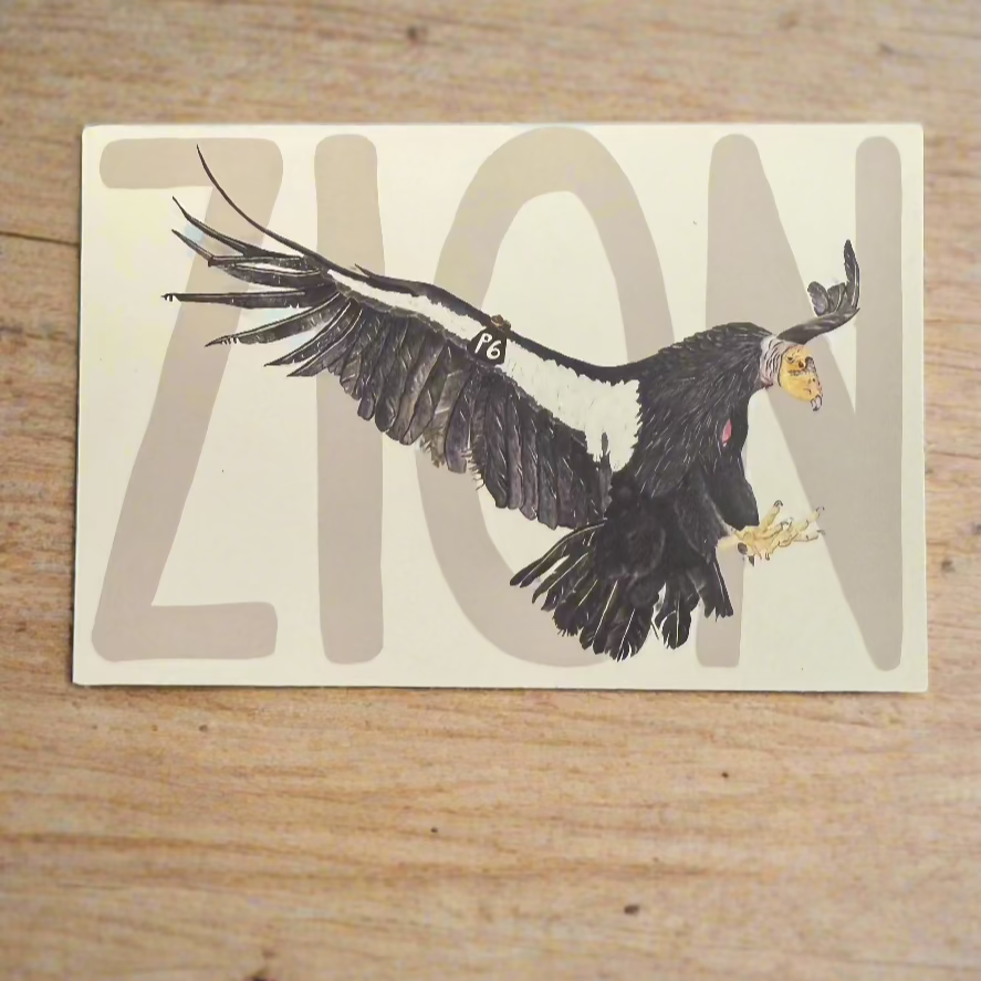 Condor P6 Postcard