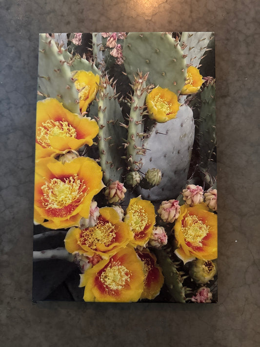 Prickly Pear in Bloom
