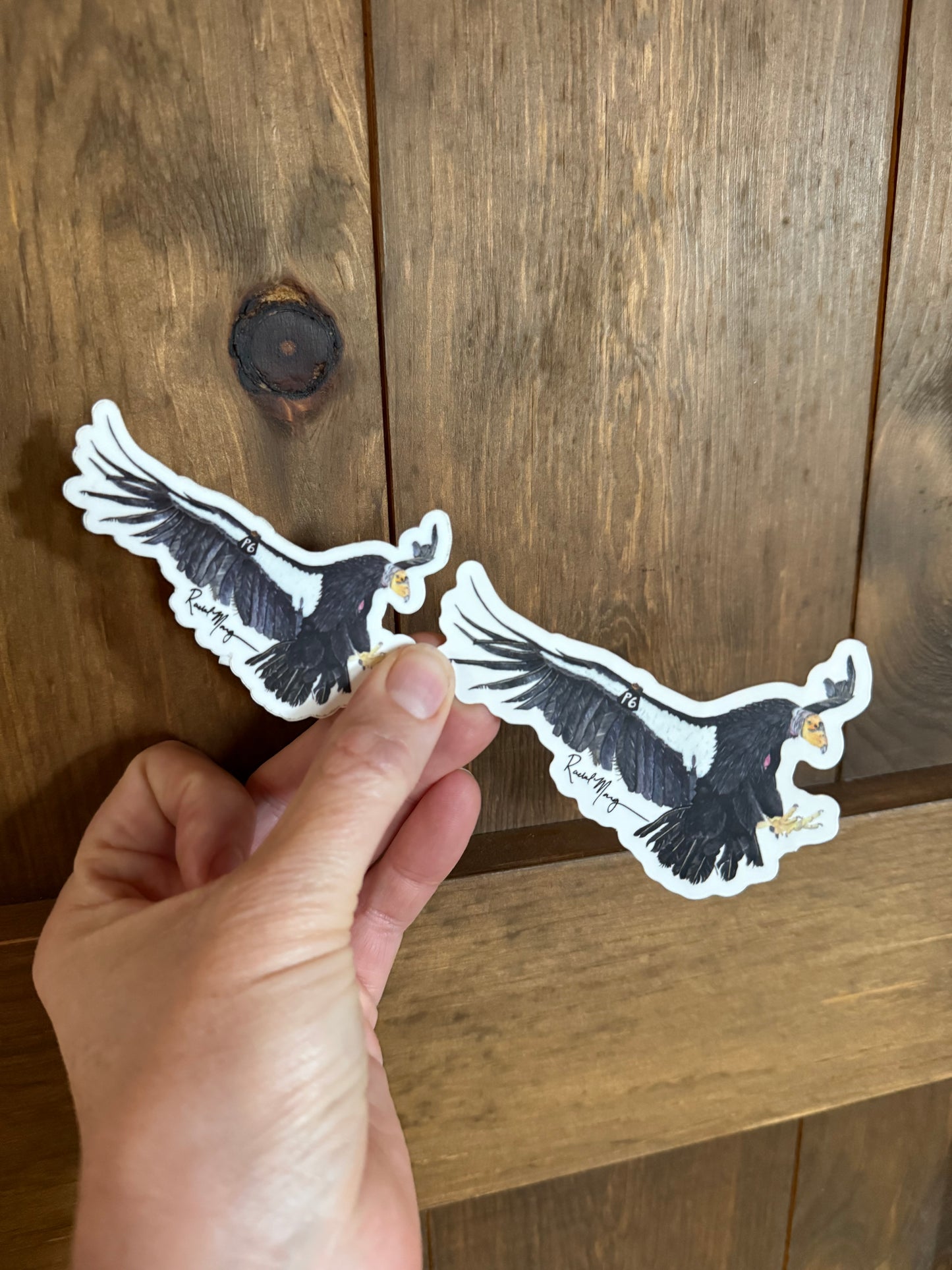 Condor P6 Sticker
