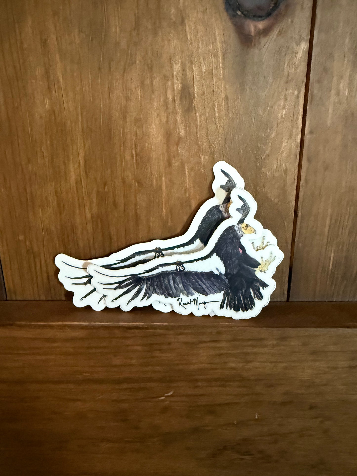 Condor P6 Sticker