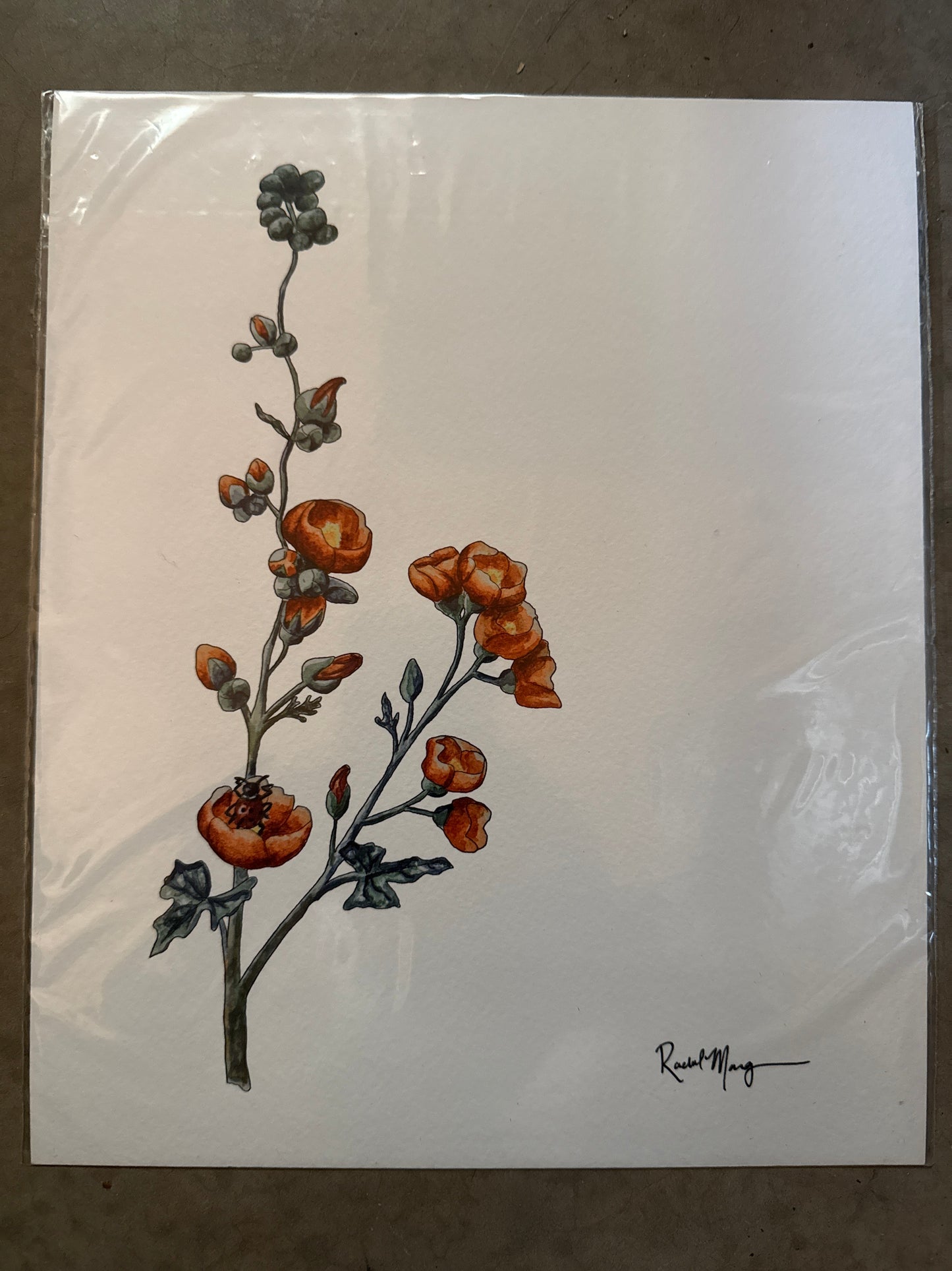 Sample Watercolor Giclee Prints