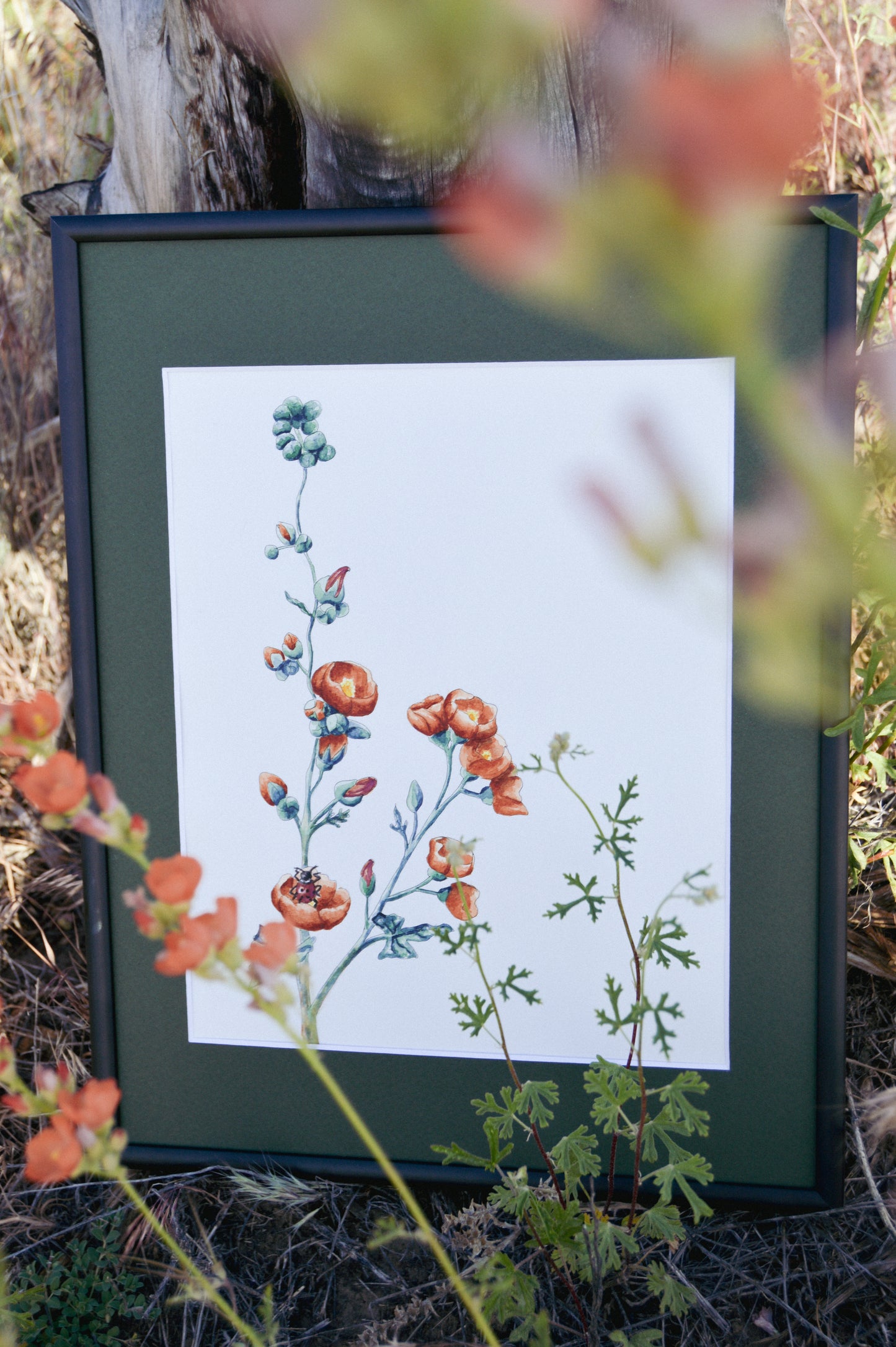 Desert Globemallow Watercolor Giclee