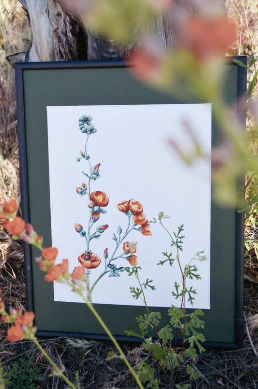 Desert Globemallow Watercolor Giclee