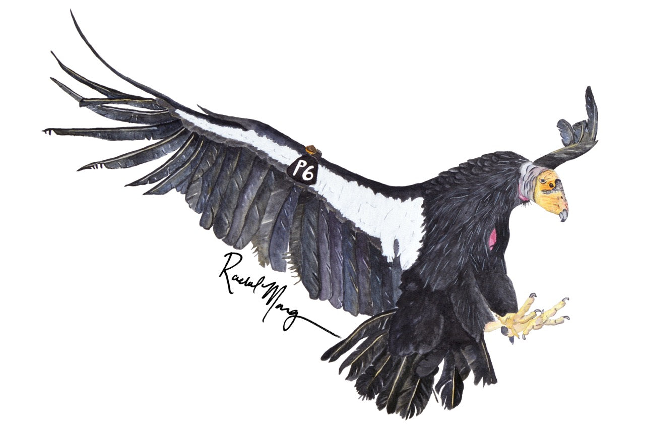 Condor P6 Sticker